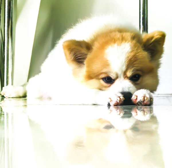 A dog lonely — Stock Photo, Image