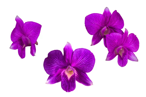 Flor de orquídea roxa, isolada em branco — Fotografia de Stock