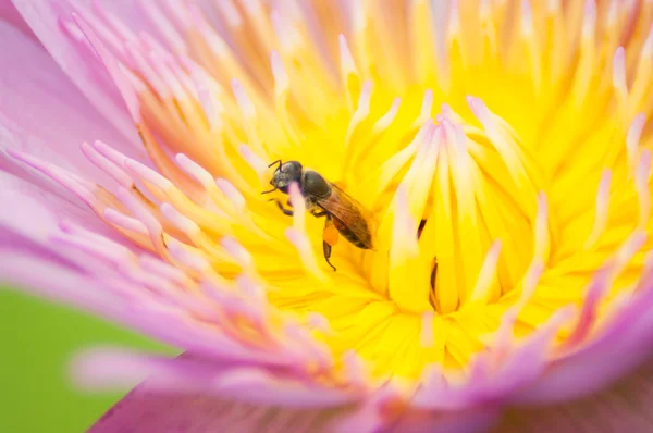 Bee on a lotus flower — Stock Photo, Image