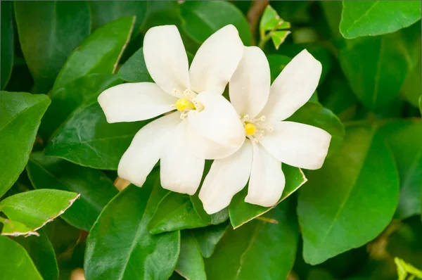 Flores de jazmín —  Fotos de Stock