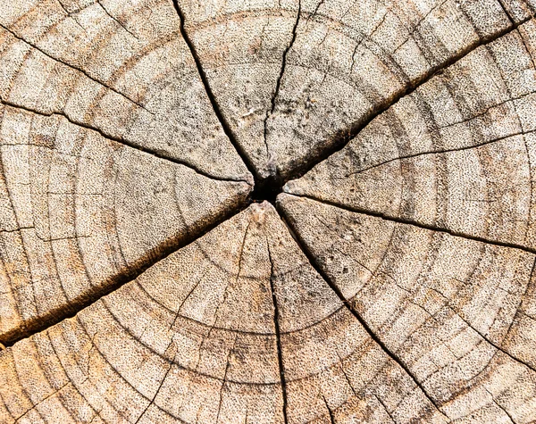 Close-up textur corte de madeira — Fotografia de Stock
