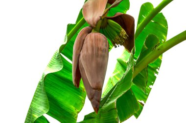 muz çiçeği görmek küçük yeşil muz