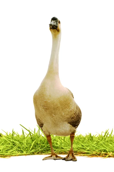 izole gress beyaz arka plan üzerinde kaz