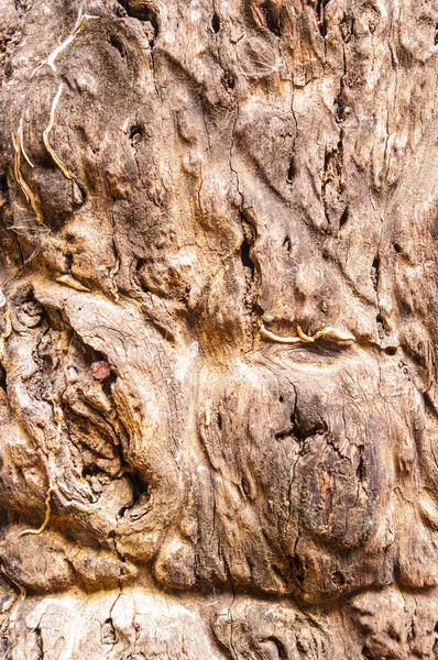 Sękate drzewa głównego z bliska — Zdjęcie stockowe