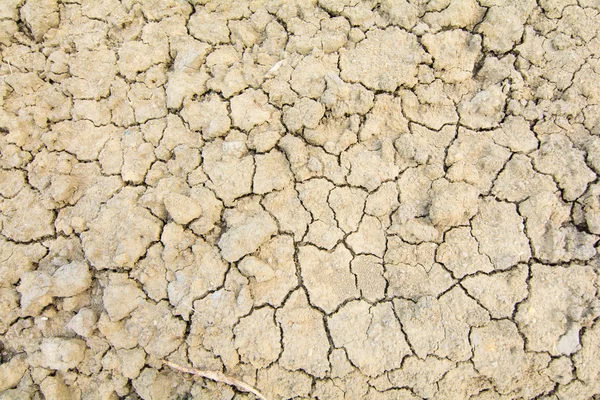 Grama e raízes na terra rachada — Fotografia de Stock