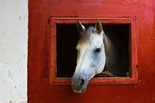 Horse in red window — Stock Photo, Image