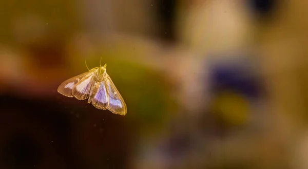 Bottom View Box Tree Moth Common Invasive Insect Europe Asia — ストック写真