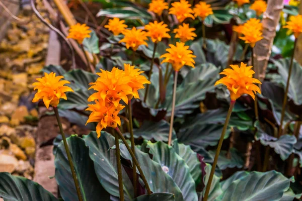 Flores Florescentes Açafrão Calathea Colorido Popular Espécie Planta Tropical Bahia — Fotografia de Stock