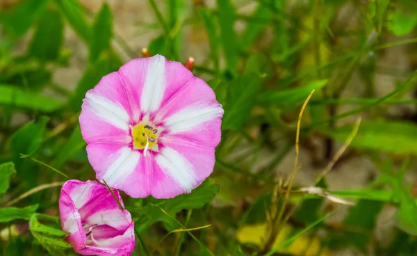 マクロの美しいビーチモーニングの栄光の花を閉じるには 熱帯の雑草の種は ビーチや海岸で見つかった — ストック写真