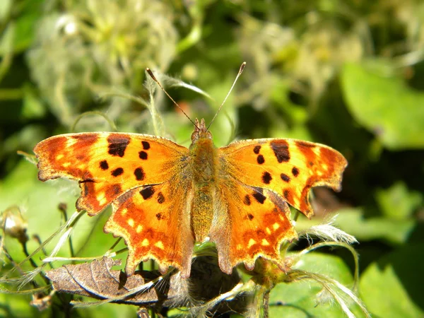 Schmetterling — Stockfoto