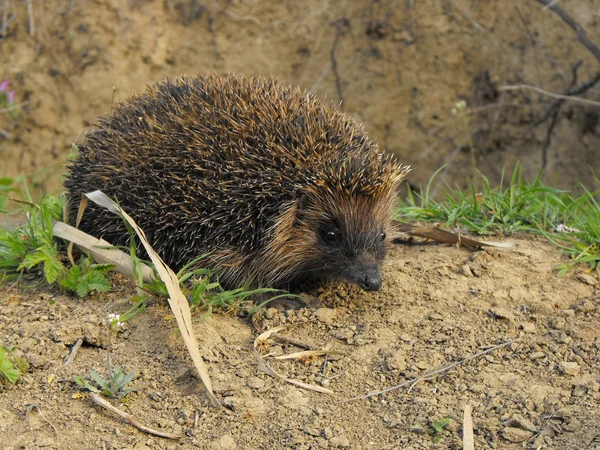 Hedgehog — Stock Photo, Image