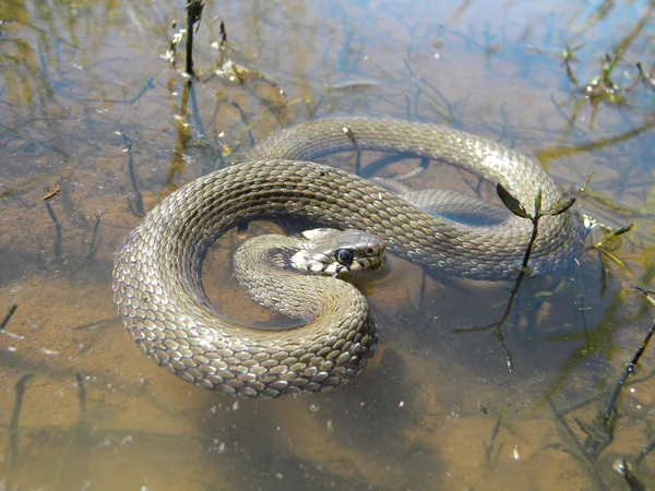 Snake op water — Stockfoto