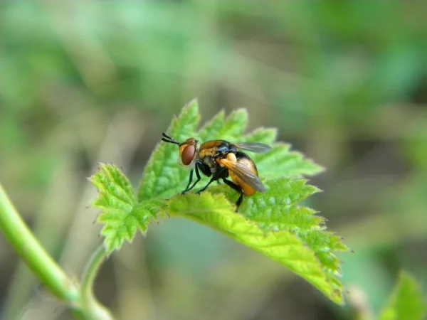 Mosca amarela — Fotografia de Stock