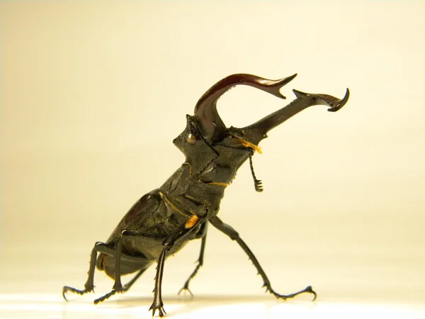 Stag beetle — Zdjęcie stockowe