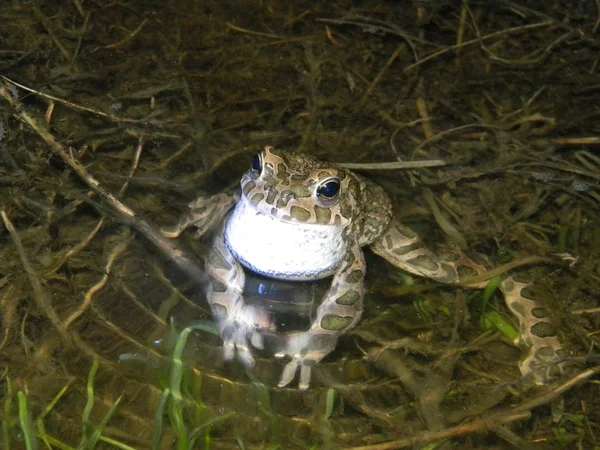 Zingen toad — Stockfoto