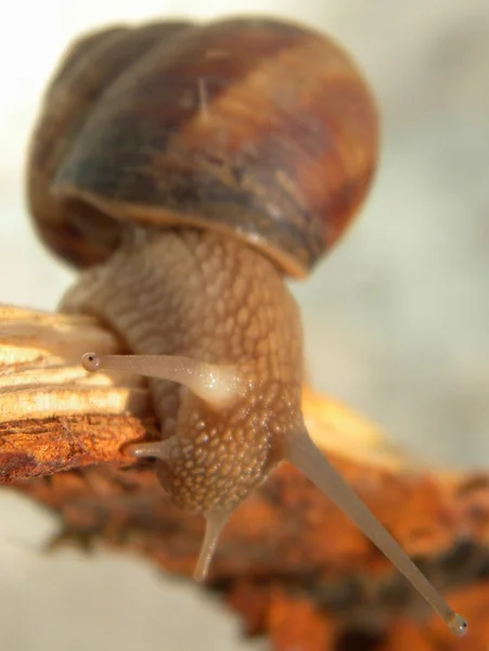 Snail walking down — Stock Photo, Image