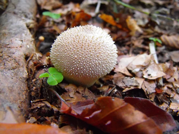 Mushroom — Stock Photo, Image