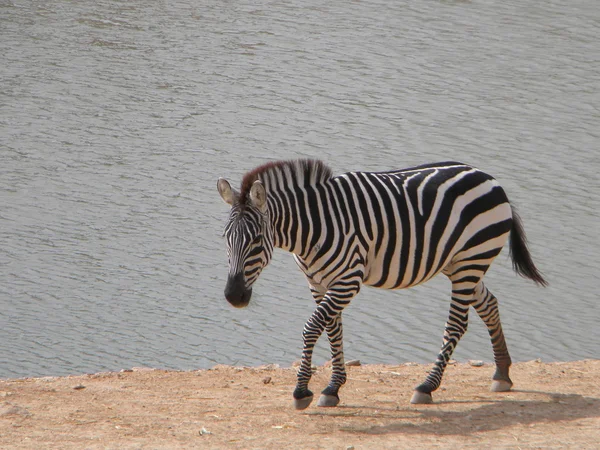 Zebra a piedi — Foto Stock