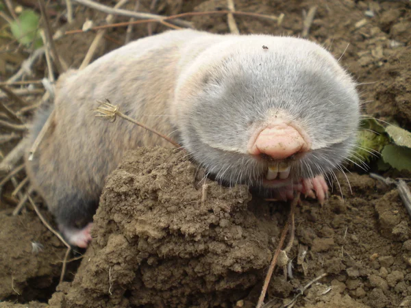 Mol op een clod — Stockfoto