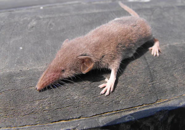 European shrew — Stock Photo, Image