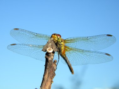 Gökyüzünde yusufçuk