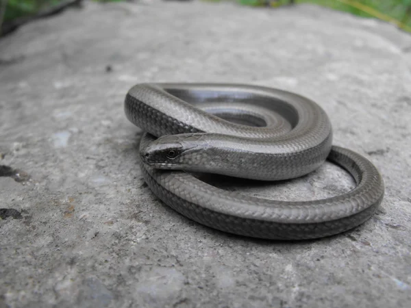 Glass snake — Stock Photo, Image