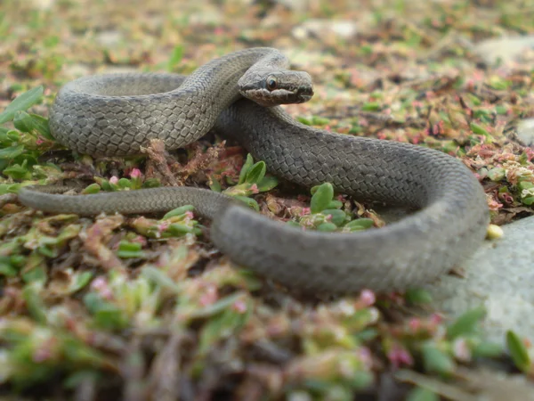 Дитини змії — стокове фото