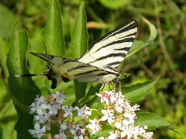 Weißer Schmetterling — Stockfoto