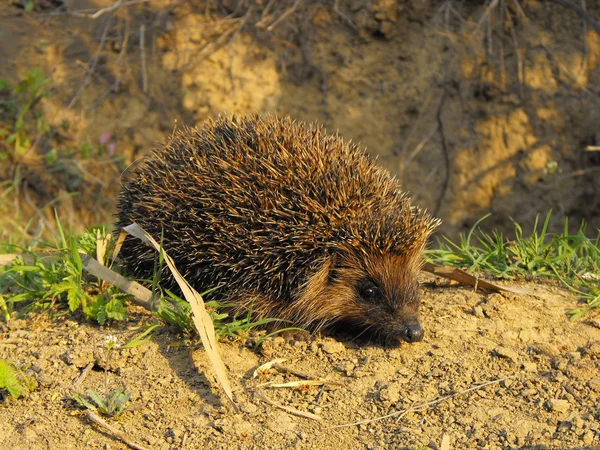 Bruin egel — Stockfoto