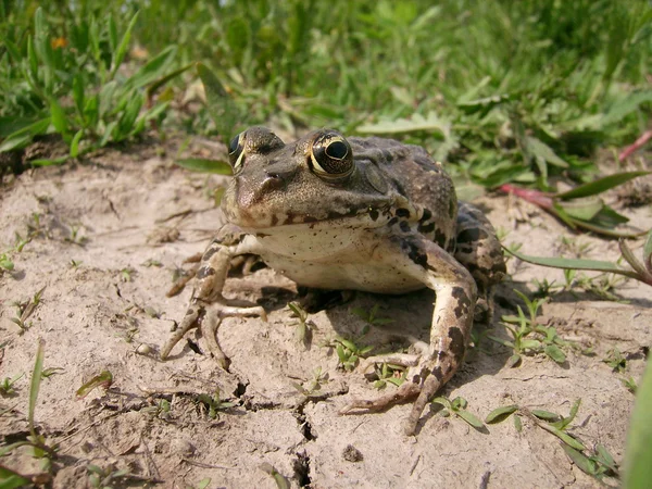 Big frog — Stock Photo, Image