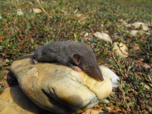 Weinig spitsmuis — Stockfoto