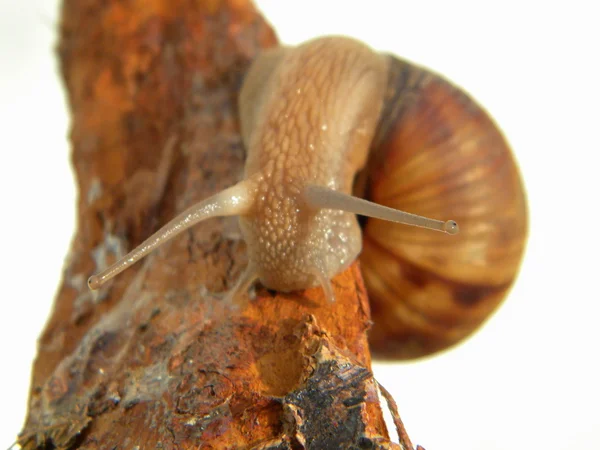 Brun snigel — Stockfoto