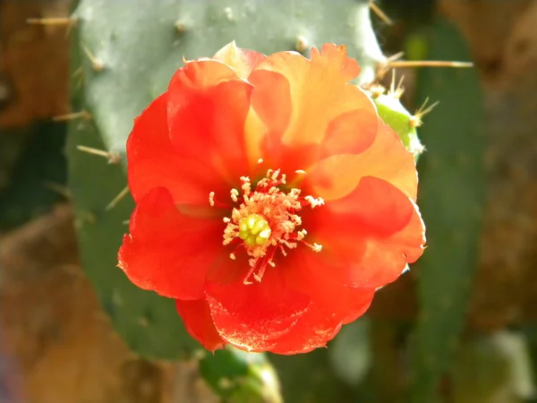 Цветок красного кактуса — стоковое фото