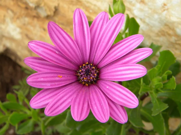 Petali lunghi — Foto Stock