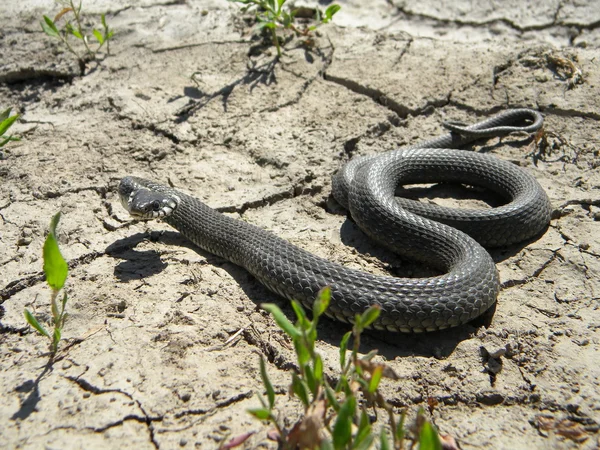Had chůze — Stock fotografie