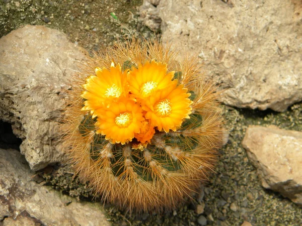 Cuatro flores — Foto de Stock