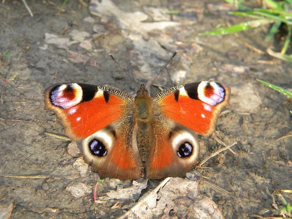 Peacock butterfly — Stock Photo, Image