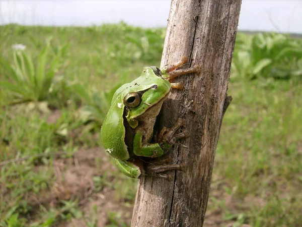 Klibbiga groda — Stockfoto