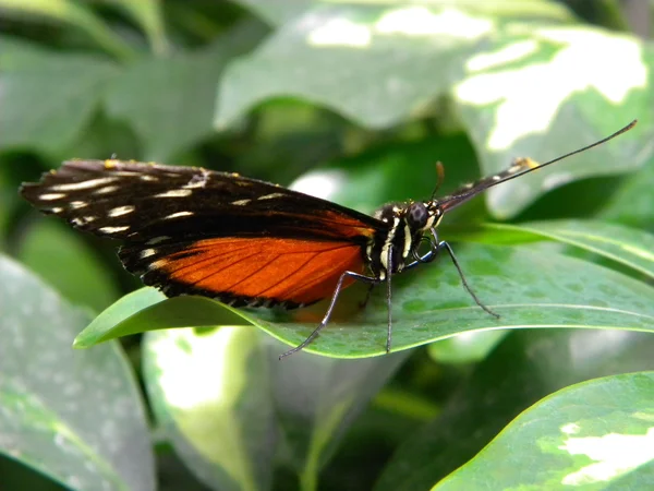 Insecte aux grandes ailes — Photo