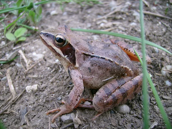 Anfibio marrón — Foto de Stock