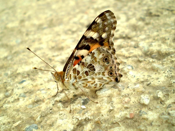 Schmetterling auf Zement — Stockfoto