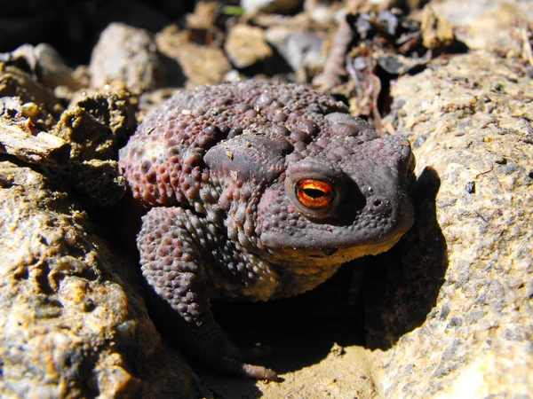 Коричневий жаба — стокове фото