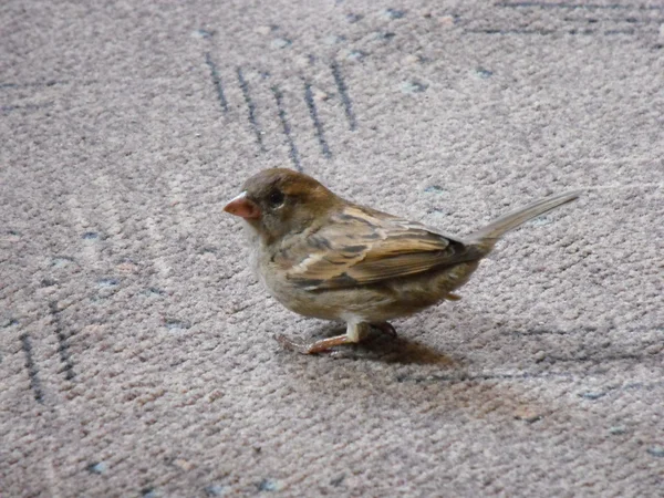 Sparrow Royalty Free Stock Fotografie