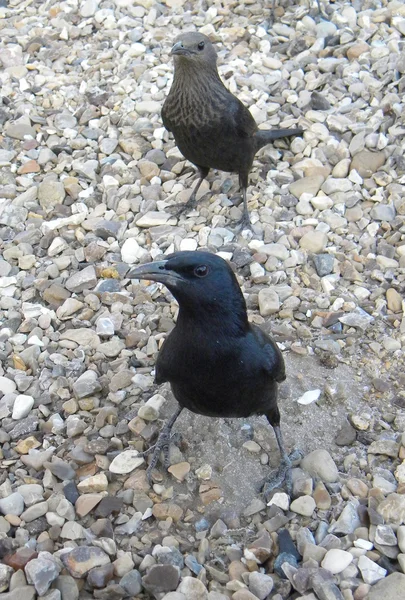 Vogelpaar — Stockfoto