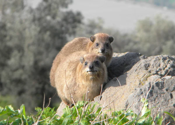 Stone badgers — Stock Photo, Image