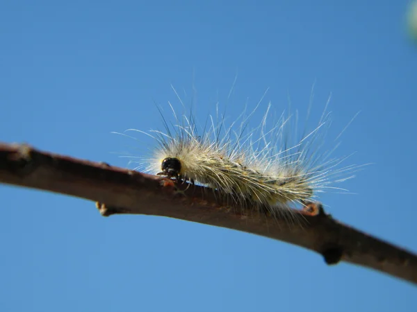 Fluffly caterpillar — Stock Photo, Image