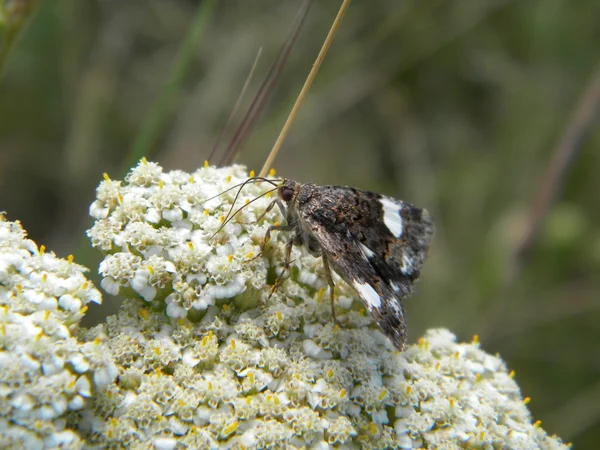 Nachtvlinder over bloemen — Stockfoto