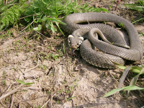 Gran reptil —  Fotos de Stock