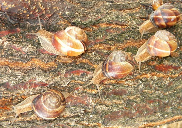 Cinco caracóis — Fotografia de Stock