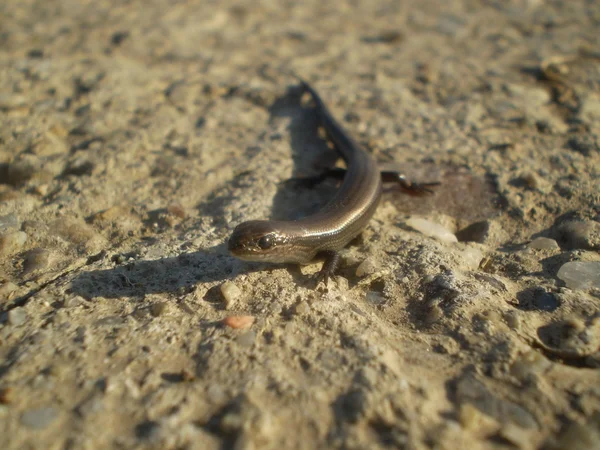 Lagarto marrón — Foto de Stock